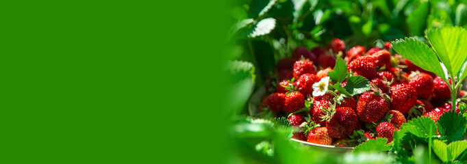 Harvest strawberries in the garden. Selective focus.