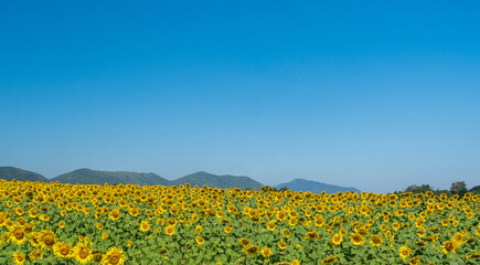 landscape viewpoint for design postcard and calendar summer yellow sunflowers blooming incomplete...