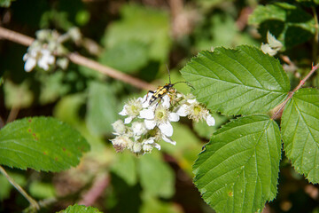 Insecte sur une fleur blanche