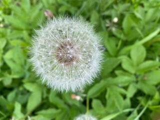 dandelion in the grass