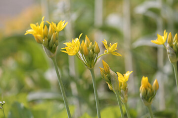 Yellow flowers of yellow garlic (Allium moly) close-up in garden