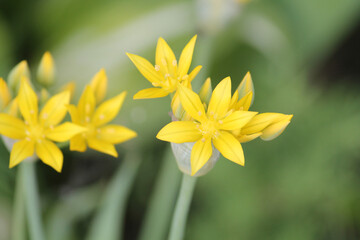 Yellow flowers of yellow garlic (Allium moly) close-up in garden