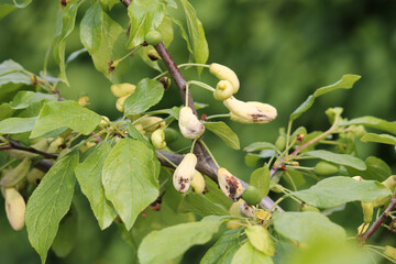 Pocket plum galls (Taphrina pruni) on branch of plum tree (Prunus domestica) close-up in garden - 509679029