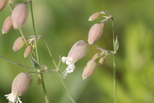 Flowers of bladder campion (Silene vulgaris) plant close-up in garden