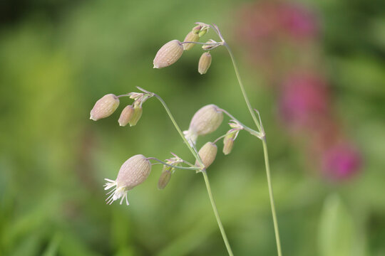Flowers of bladder campion (Silene vulgaris) plant close-up in garden