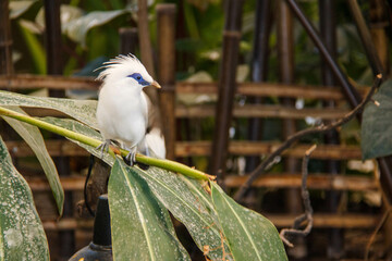 Oiseau blanc à huppe, aux yeux bordés de bleu