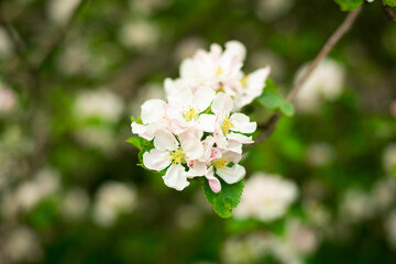 Blooming garden tree with white flowers