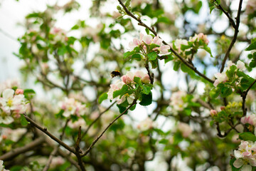 Blooming garden tree with white flowers