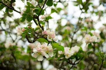 Blooming garden tree with white flowers