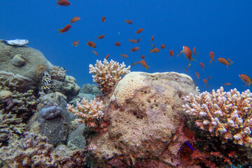 Naklejka na ściany i meble Colorful, picturesque coral reef at bottom of tropical sea, hard corals with Anthias fishes, underwater landscape