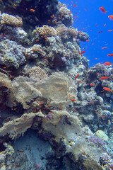 Fototapeta na wymiar Colorful coral reef at the bottom of tropical sea, yellow gorgonian and fishes anthias, underwater landscape