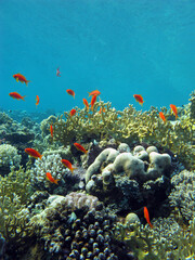 Naklejka na ściany i meble Colorful coral reef with exotic fishes anthias at the bottom of tropical sea, underwater landscape