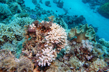 Fototapeta na wymiar Colorful, picturesque coral reef at bottom of tropical sea, hard corals and sandy bottom, underwater landscape