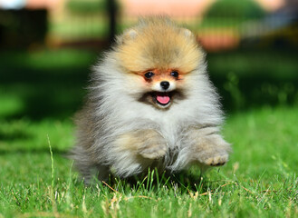 un bebe de perro pomerania en un parque 