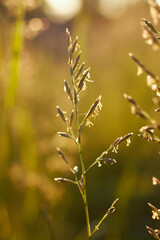 Źdźbło trawy w żółto-brązowych odcieniach