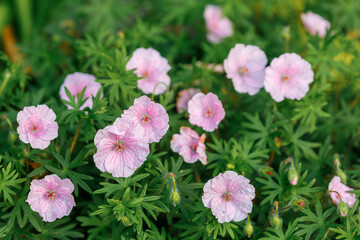 Blossoming flowers of pink geranium in the city garden.