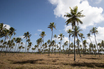 Fototapeta premium plantação de coqueiros visto em um dia ensolarado com céu azul