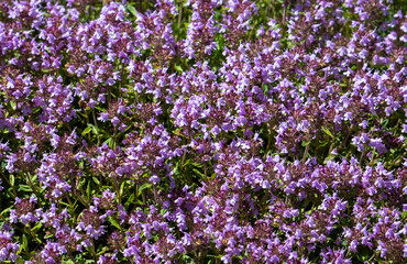 Naklejka premium A close-up with a Breckland thyme bush