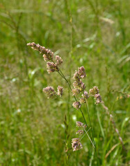 Gräser - Grashalm