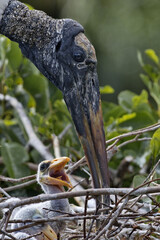 Wood Stork parent and young chick are in the nest. 