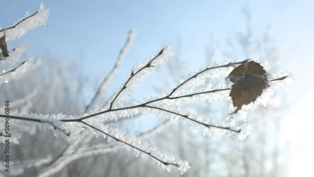 Poster close-up of frozen tree branch on background of sun. creative. beautiful branch with last leaf on in