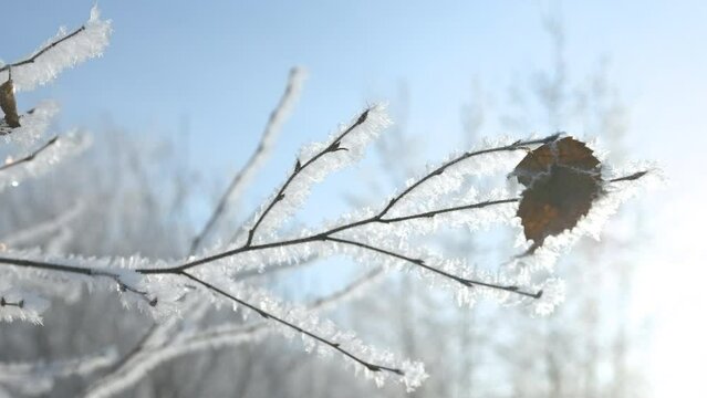 Close-up of frozen tree branch on background of sun. Creative. Beautiful branch with last leaf on Internet on winter day. Tree branch in frost on clear winter day