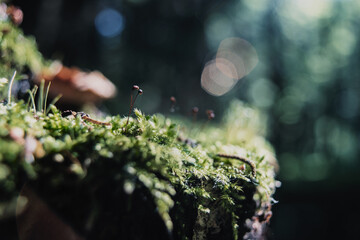 Close-up moss on a stump in the forest. Beautiful natural landscape. Selective focus in the...