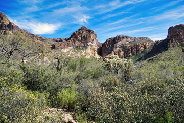 Desert vegetation with huge cholla at the mouth of the Estes Canyon, Ajo Mountains, Organ Pipe...