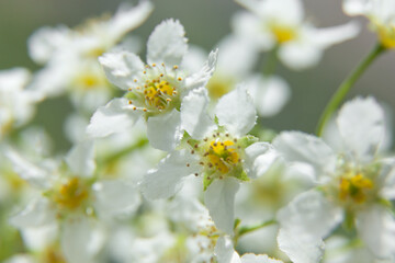 Bird Cherry Tree in Blossom. Close-up of a Flowering Prunus Avium Tree with White Little Blossoms.