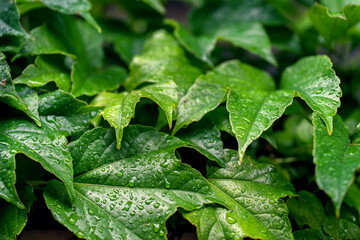Large green grape leaves in raindrops on a cloudy summer morning outdoors. Natural background of fresh leaves of decorative grapes outdoors. The natural color of grape leaves in the rain, copy space