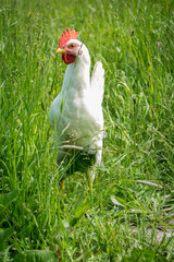 Happy free range leghorn white chicken walking on the grass. Carefree birds on a cruelty free bio poultry farm