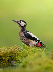 Great spotted Woodpecker in the rain 