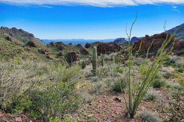 View over the Sonoyta Valley into Mexico, from  Bull Pasture in the Ajo Mountains, Organ Pipe...