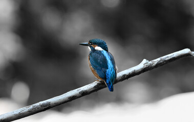 The King Fisher