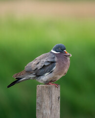 wood pigeon on a post 