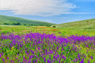 Flower field against the background of green hills and blue sky.