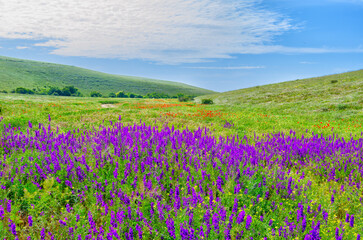 Fototapeta premium Flower field against the background of green hills and blue sky.