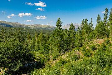 Obraz premium forest in the mountains