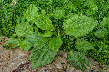 Plantago. Plantain image close up © wiha3