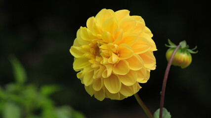 yellow dahlia flower in garden