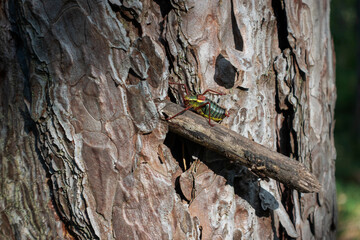 Eine Säbelschrecke auf einem Nadelbaum im Wald.
