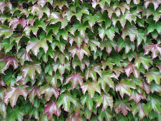Mural de hojas verdes