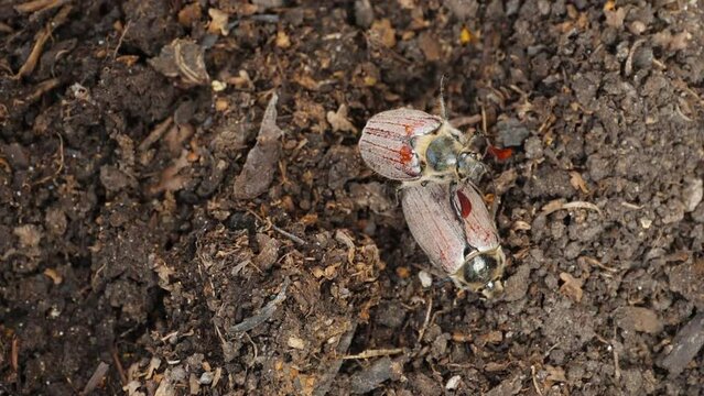 Insect pest Maybug in spring. Cockchafer, Maybug or Doodlebug (Melolontha melolontha) a large hairy brown beetle, a pest on the soil surface.