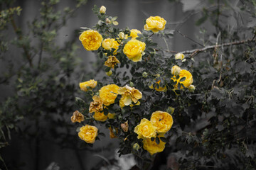 yellow flowers in the garden
