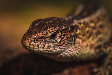 Jaszczurka © Lukasz