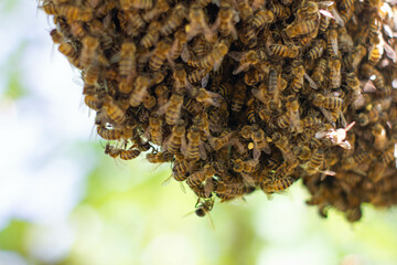 bees on a beehive