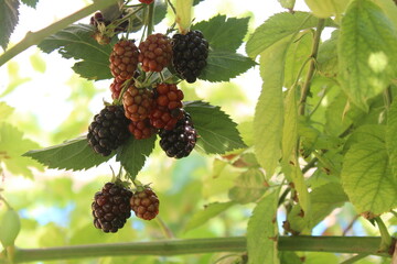 Blackberry on branch in garden. 
