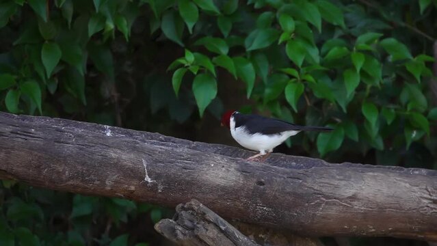 Yellow-Billed Cardinal Bird Paroaria Capitata Perched on Tree Branch