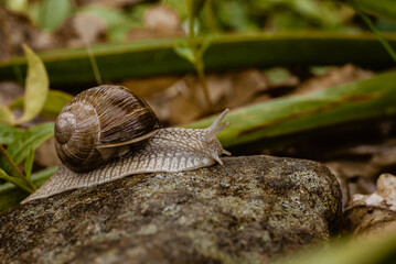 Schnecke © Lukasz