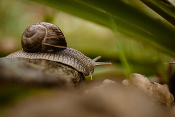 Schnecke © Lukasz